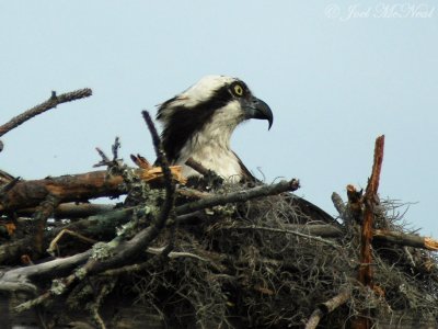 Osprey at nest