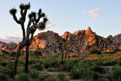 June 12th - Joshua Tree National Park