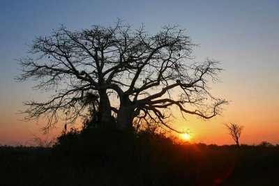 Baobab at Dande (1)