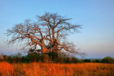 Baobab at Dande (2)