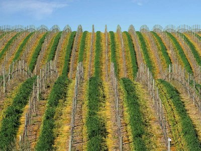 Vineyard lines