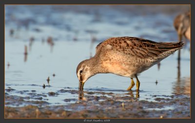 Short-billed Dowicher