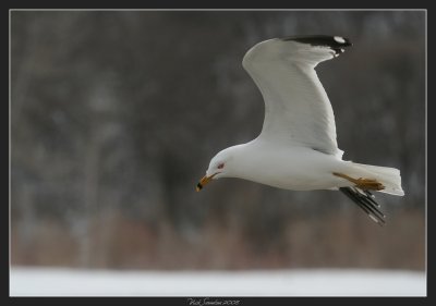 Ring-billed Gull