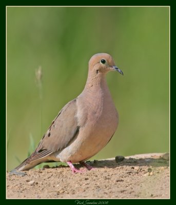 Mourning Dove