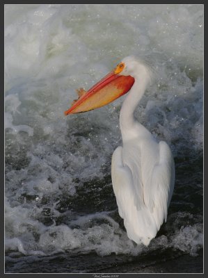 American White Pelican