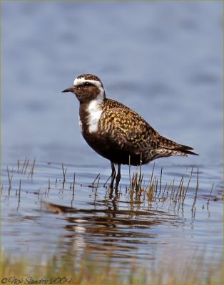 American Golden Plover