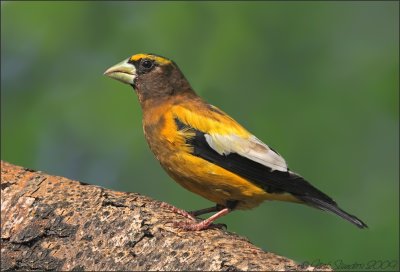 Evening Grosbeak