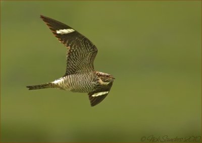 Nightjars and Goatsuckers