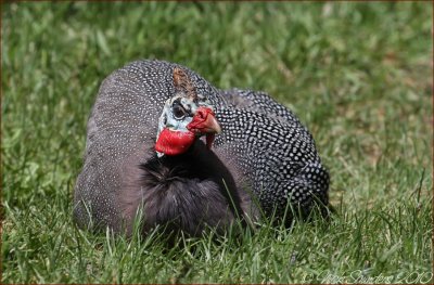Helmeted Guineafowl