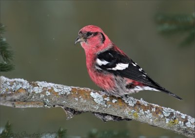 White-winged Crossbill