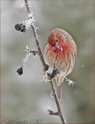 House Finch