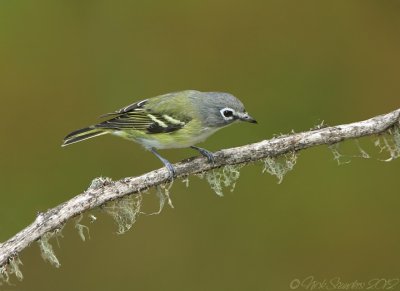 Blue-headed Vireo