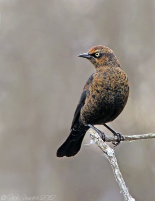 Rusty Blackbird