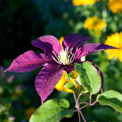 DSC_1501.jpg
