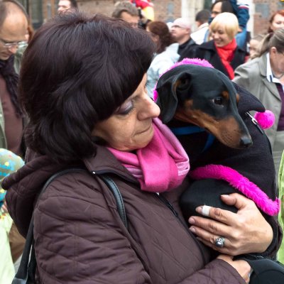 Sausage Dog Parade in Cracow