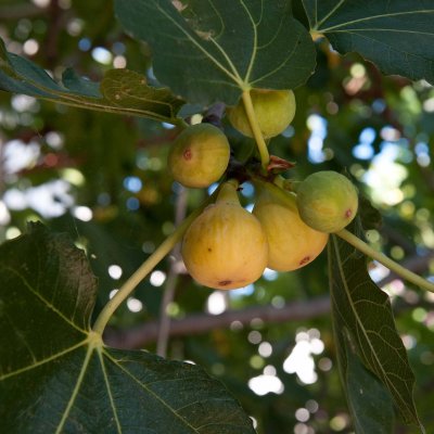 The figs