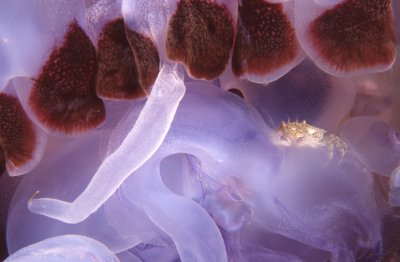 JellyFish.jpg