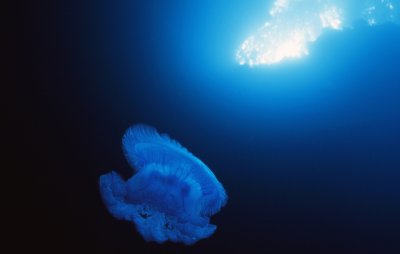 JellyFish_openwater.jpg