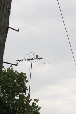 IMG_0004.JPG