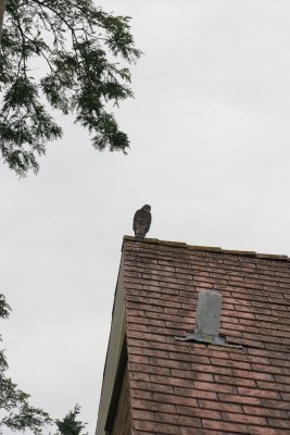 IMG_0006.JPG