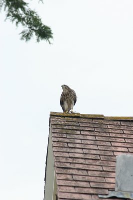 IMG_0007.JPG