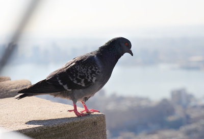 A very brave Pigeon