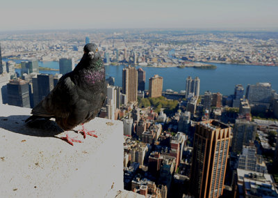 Pigeon and East Side