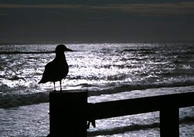 lone gull