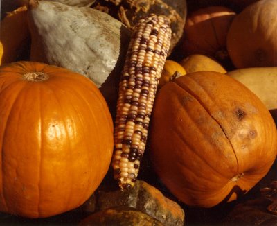 Pumpkin Still Life