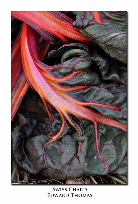 Swiss Chard