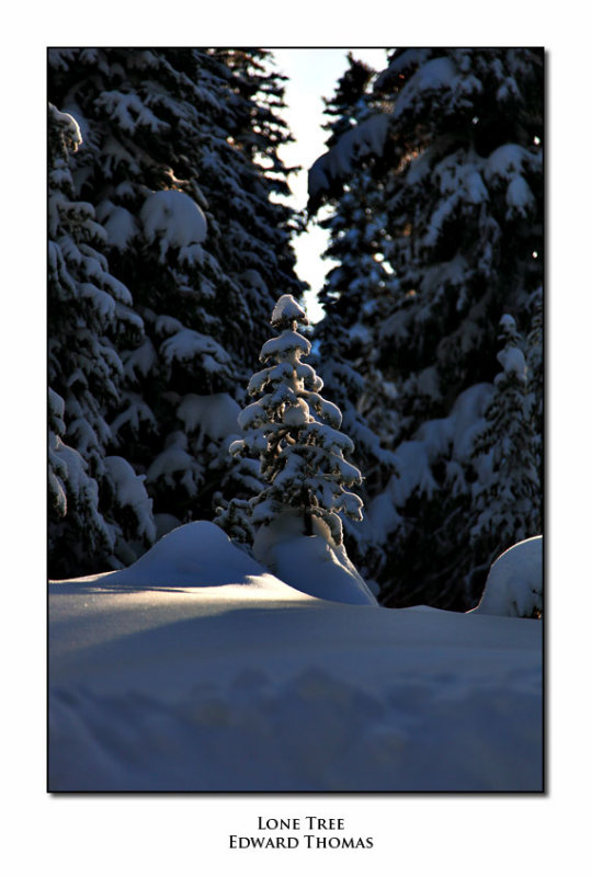 Lone Tree