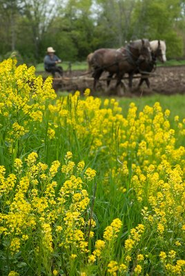 Spring plowing.