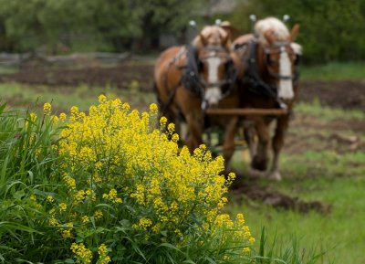 Spring plowing.