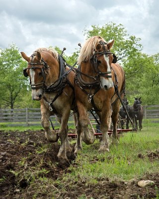 Spring plowing.