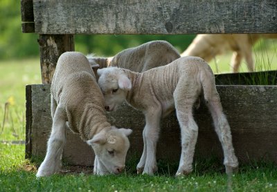 Lambs playing in the field next to the Four Mile Inn.