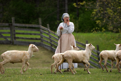 Sheep herding demonstration