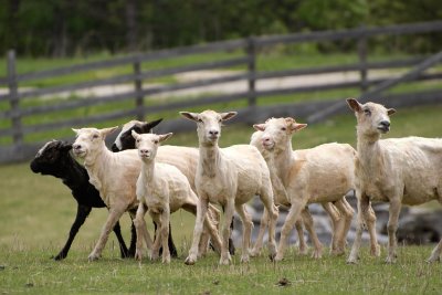 Sheep herding demonstration