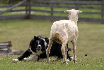 Border Collie Sheep Herding