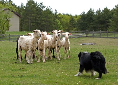Border Collie sheep herding demonstration