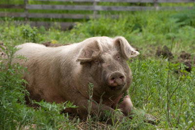 Hog on the Koepsell Farm.