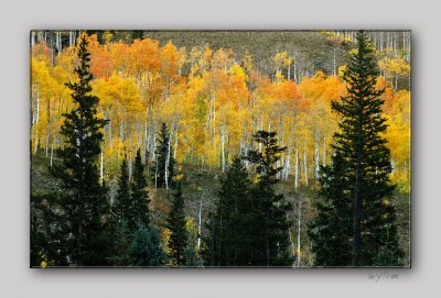 Aspens from Gothic Road