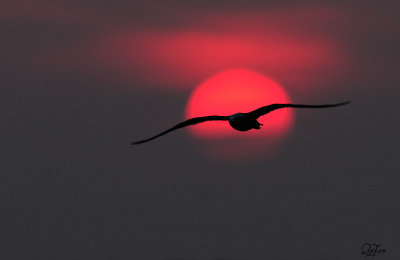 The Sunset Gull