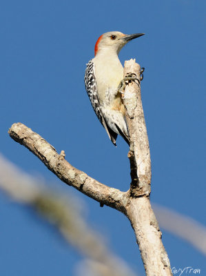 Red-bellied Woodpecker