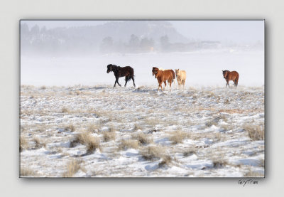 Horses and the Snow Storm - Bryce Canyon