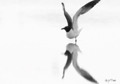 Seagull