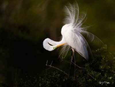 Great Egret