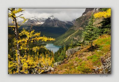 Lake O Hara from Opabin Plateau