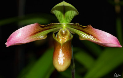 Paphiopedilum Wolterianum