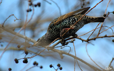 Starling