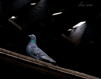warehouse pigeon